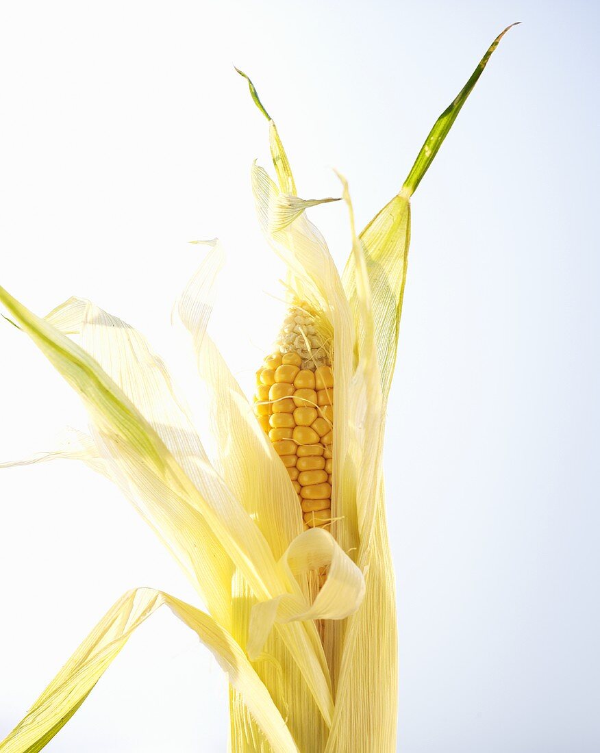 Organic sweetcorn with husks