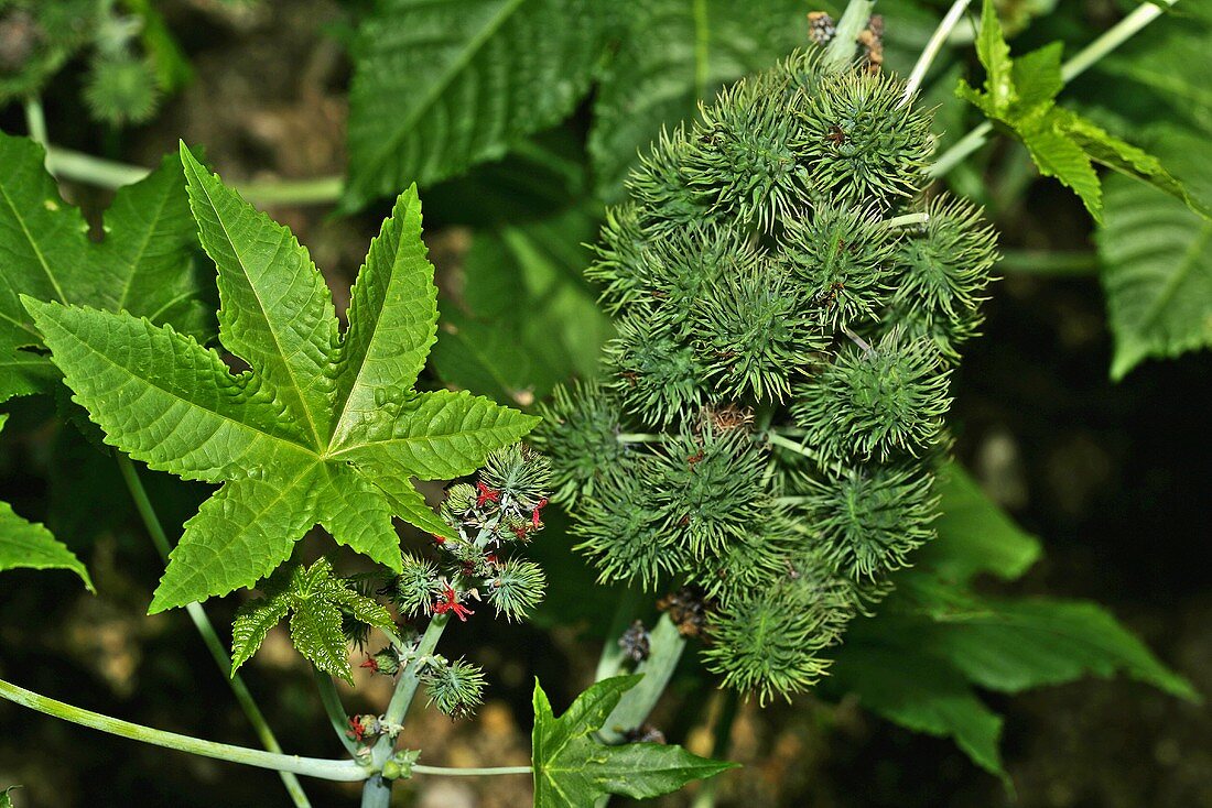 Castor oil plant in the open air