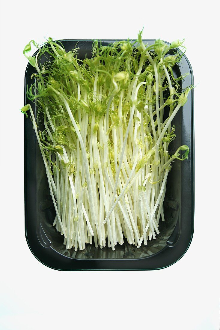 Asparagus pea sprouts