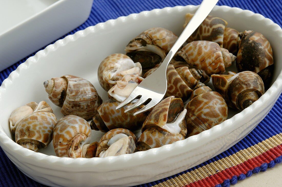 Sea snails (Thailand)