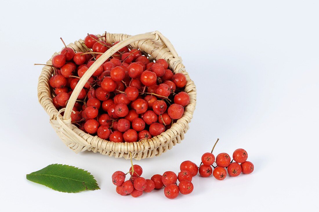 Rowan berries in a small basket