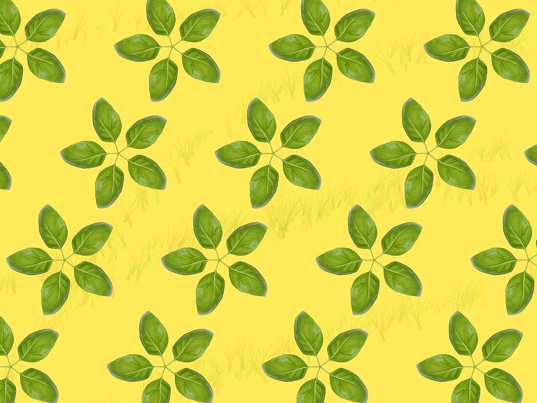 Basil leaves on yellow background (composition)