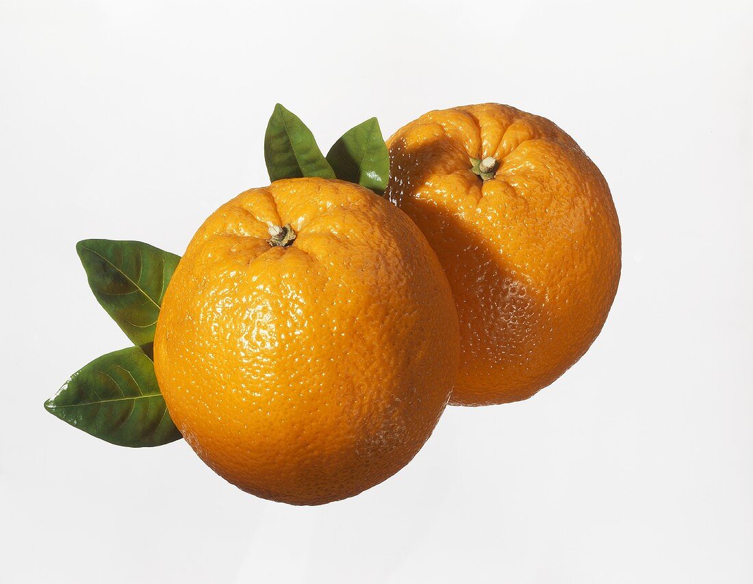 Two mandarin oranges with leaves