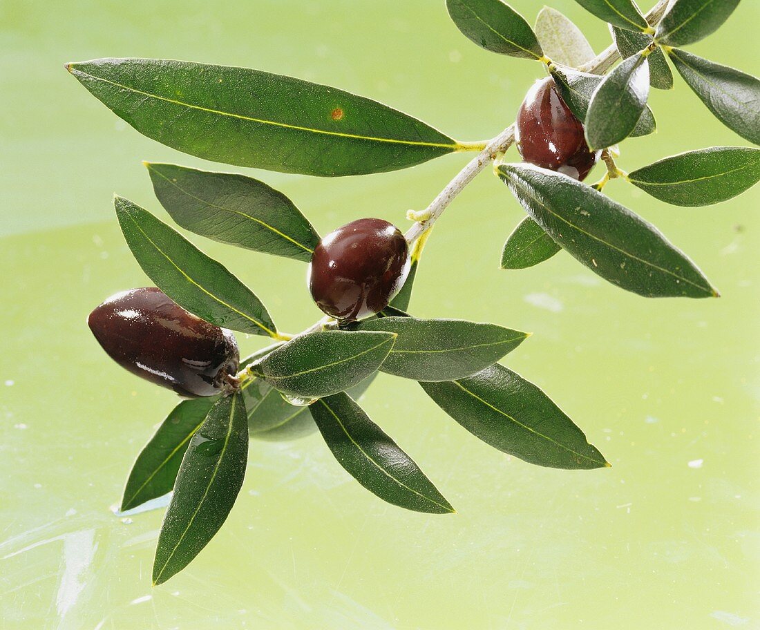 Olives with olive sprig