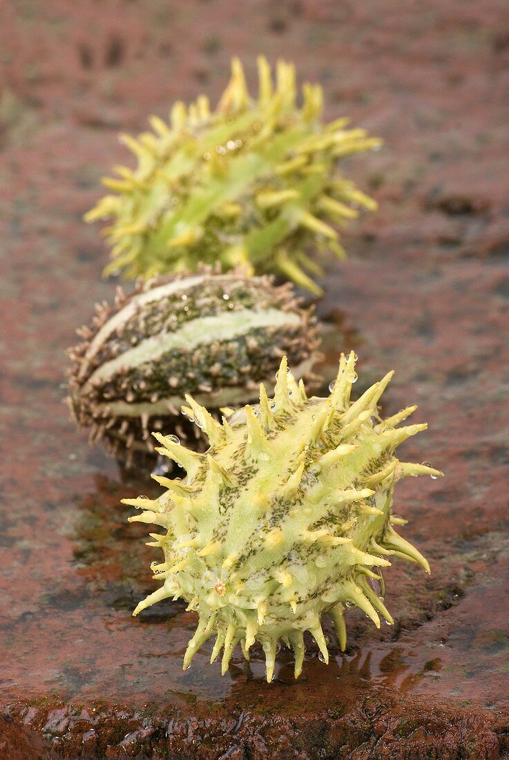 Three ornamental cucumbers on a brick slab