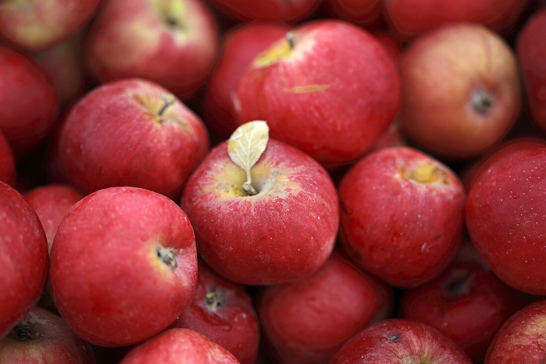 Viele rote Äpfel (bildfüllend)