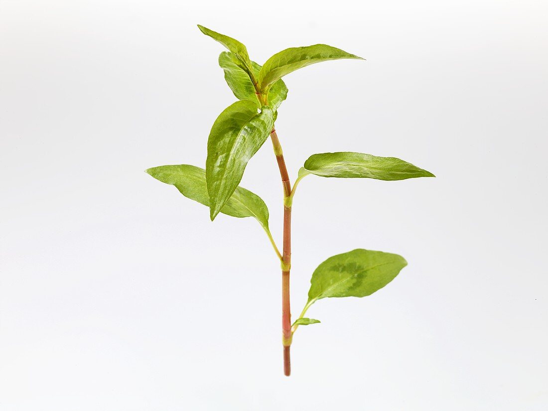 Vietnamesischer Koriander (Polygonum odoratum / Persicaria odoratum)