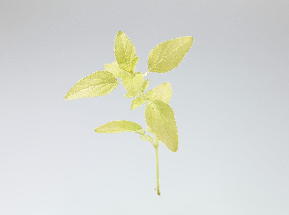 Golden oregano (Origanum vulgare 'Aureum')