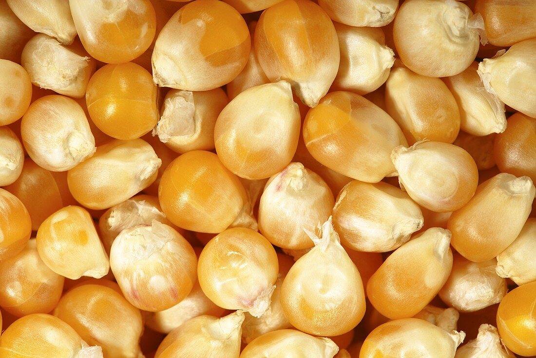 Viele Maiskörner (Popcorn-Mais, bildfüllend)