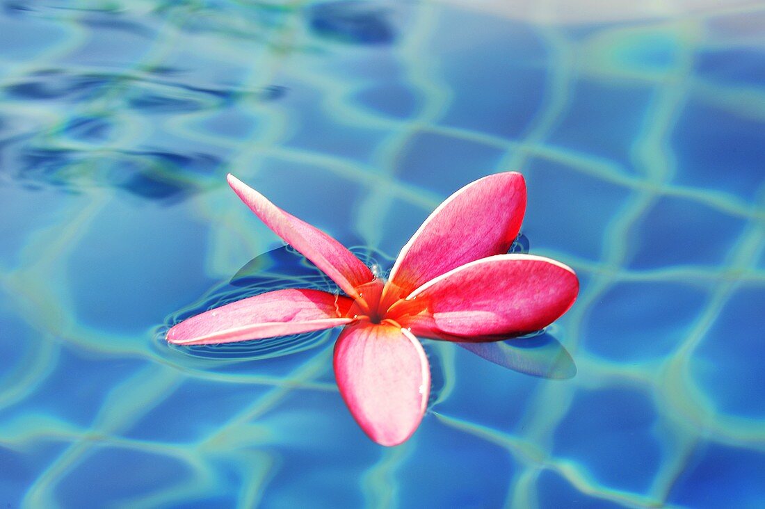 Frangipani flower in water