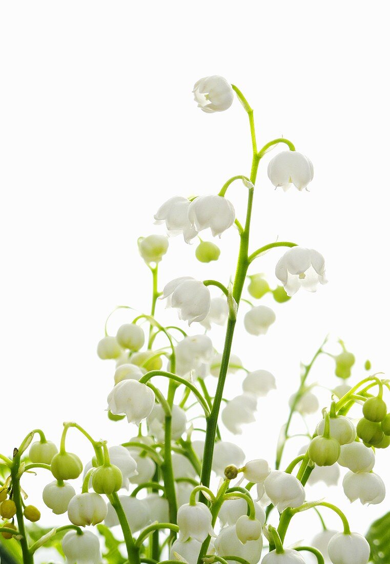 Lilies of the valley