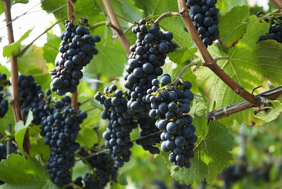 Pinot noir grapes on a vine