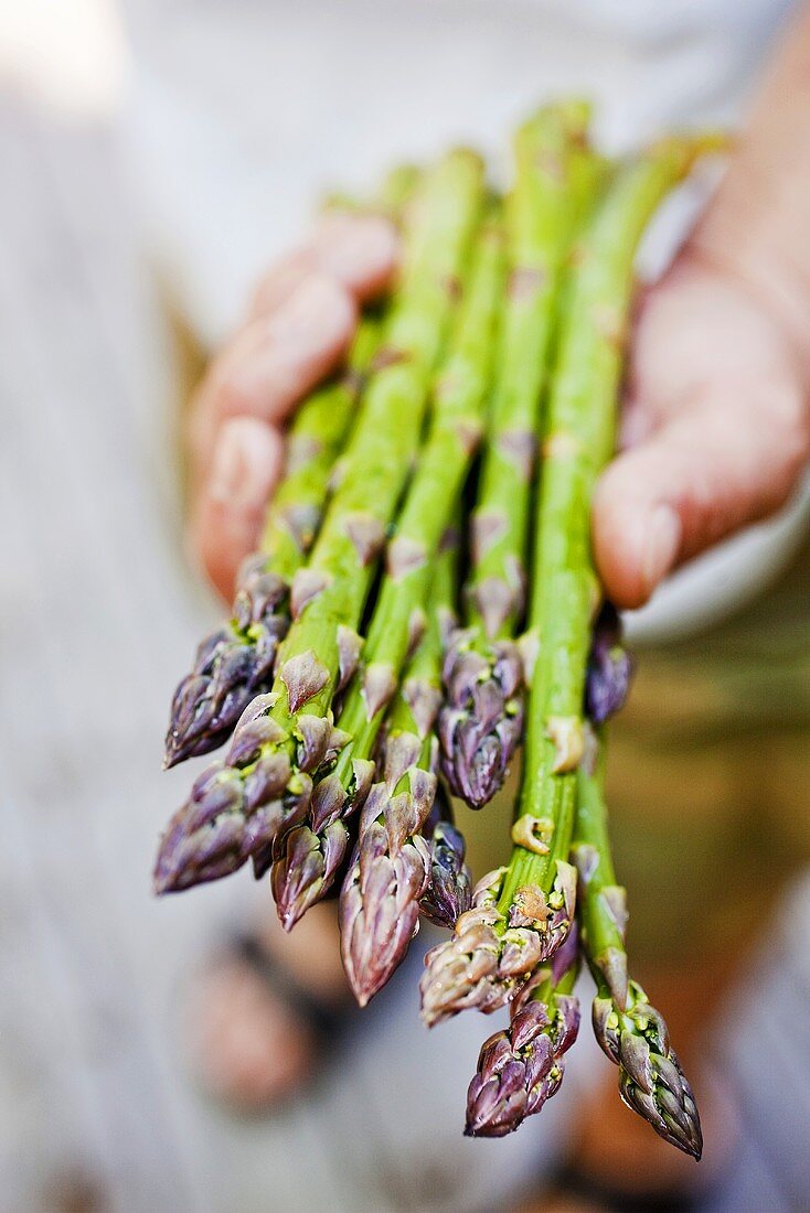 Hand hält frischen grünen Spargel