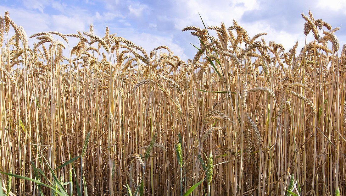 Wheat field