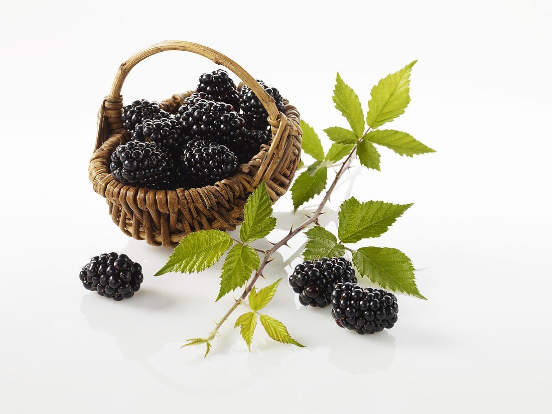 Brombeeren in einem kleinen Korb, daneben Brombeerzweig