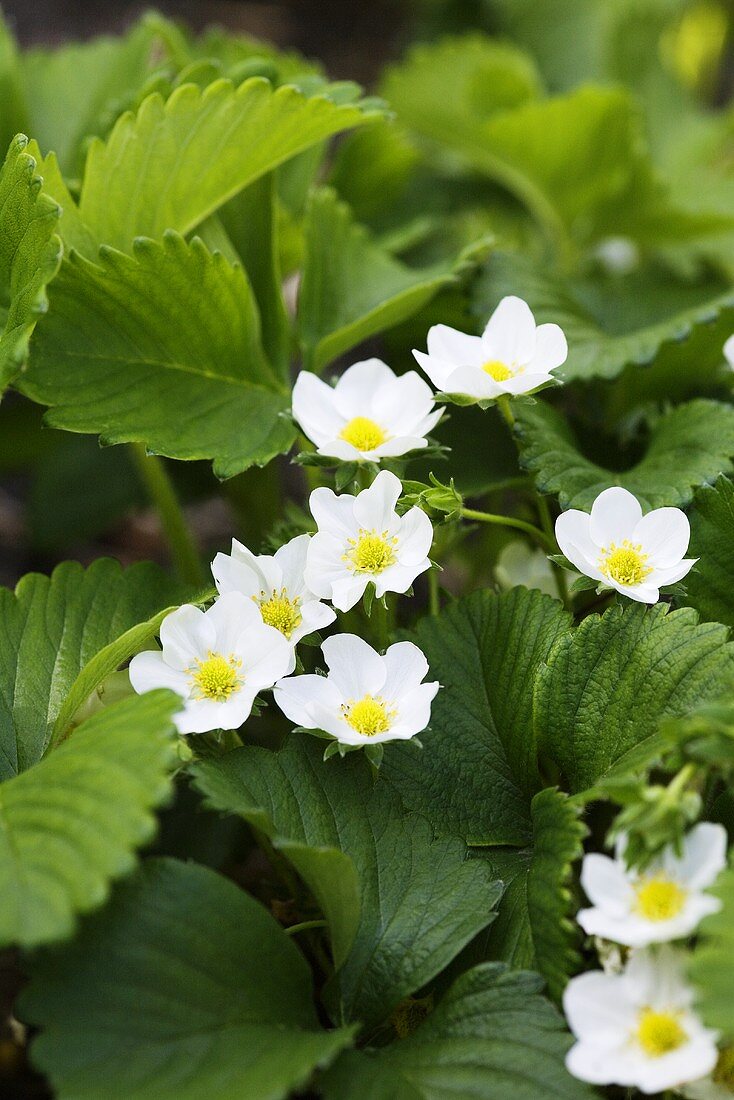 Strawberry plants with flowers