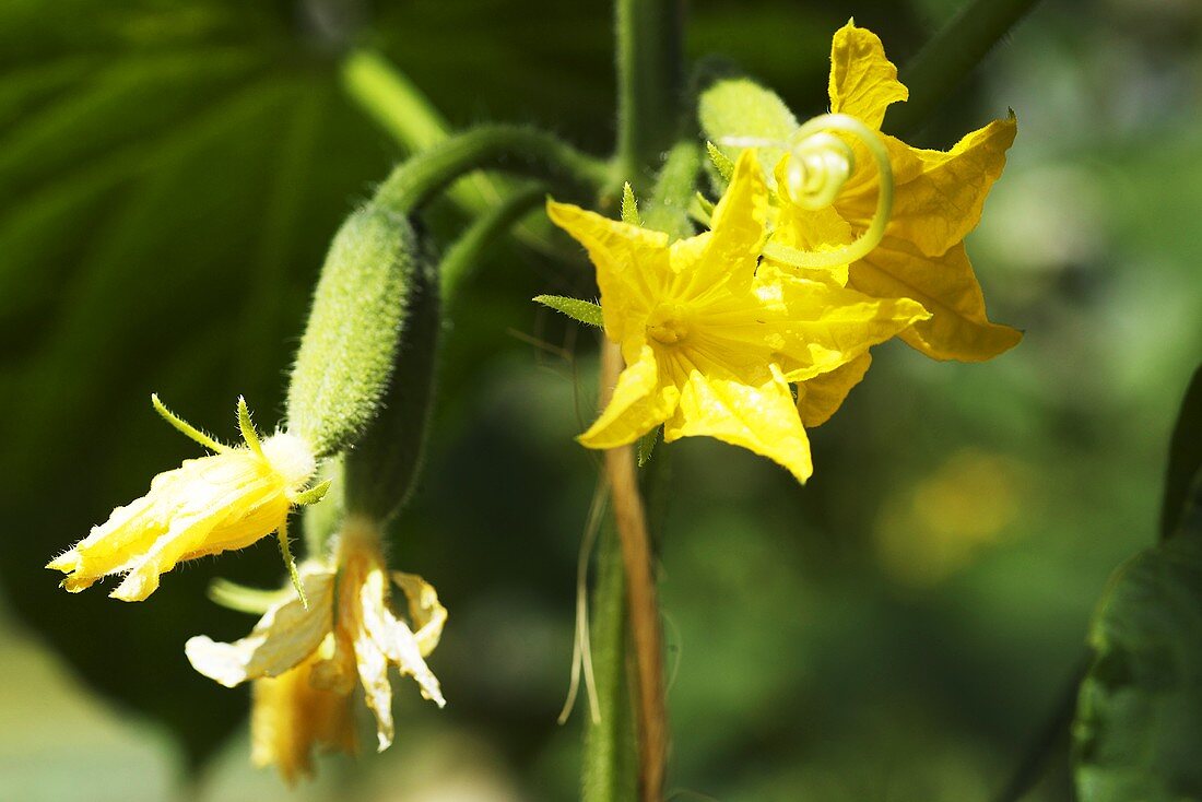 Cucumber flowers on the plant (close-up)