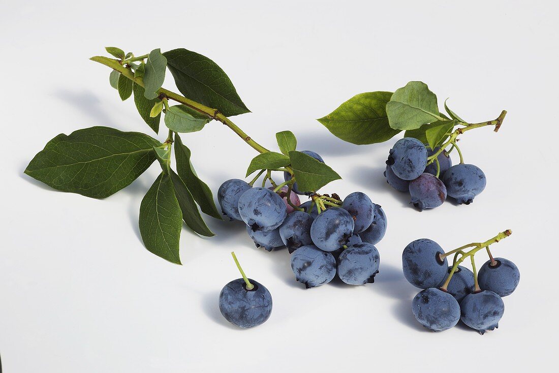 Blueberries with twigs and leaves