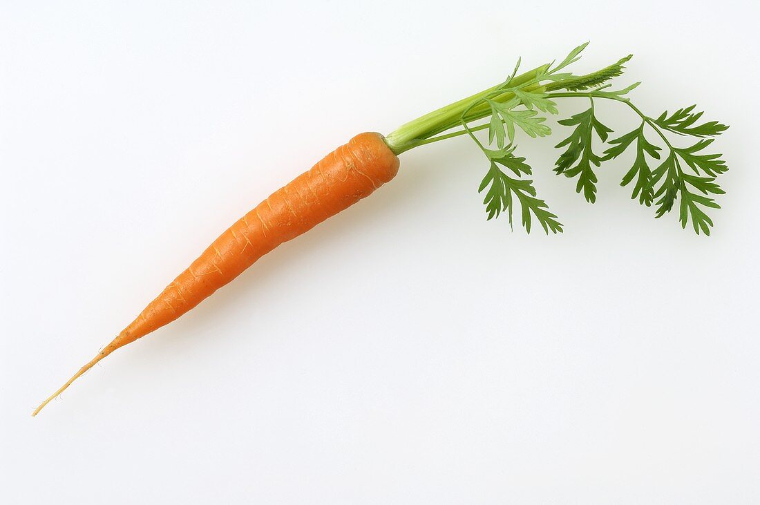 A carrot