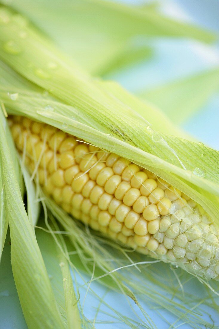 Partially Shucked Ear of Corn