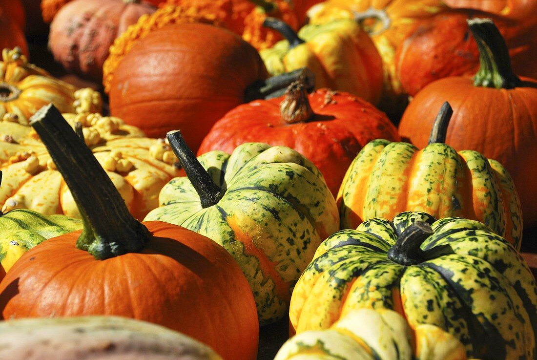 Various types of pumpkins (macro zoom)