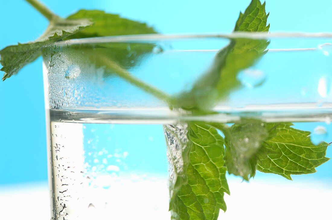 Fresh peppermint in a glass of water (close up)