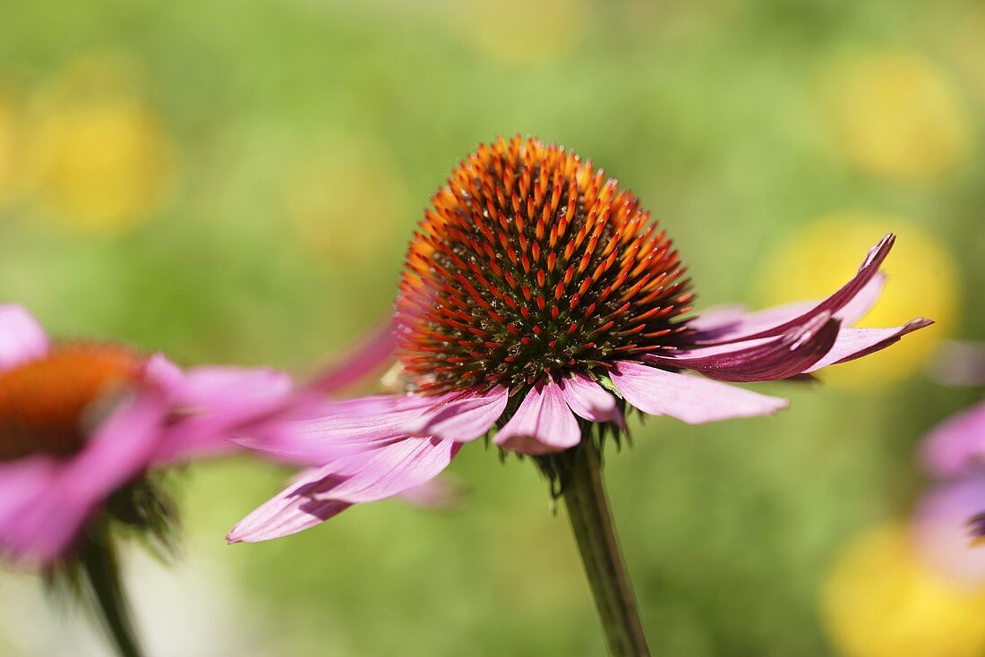 Blühender Roter Sonnenhut (Echinacea purpurea)