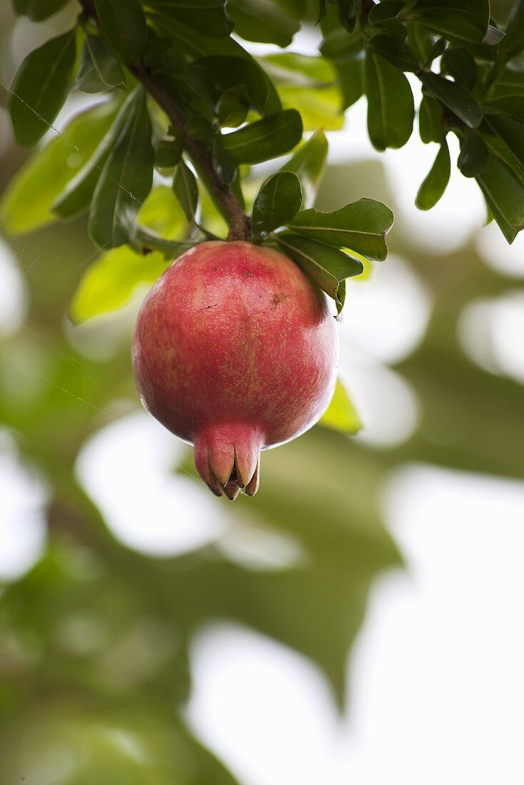 A pomegranate handing on a tree