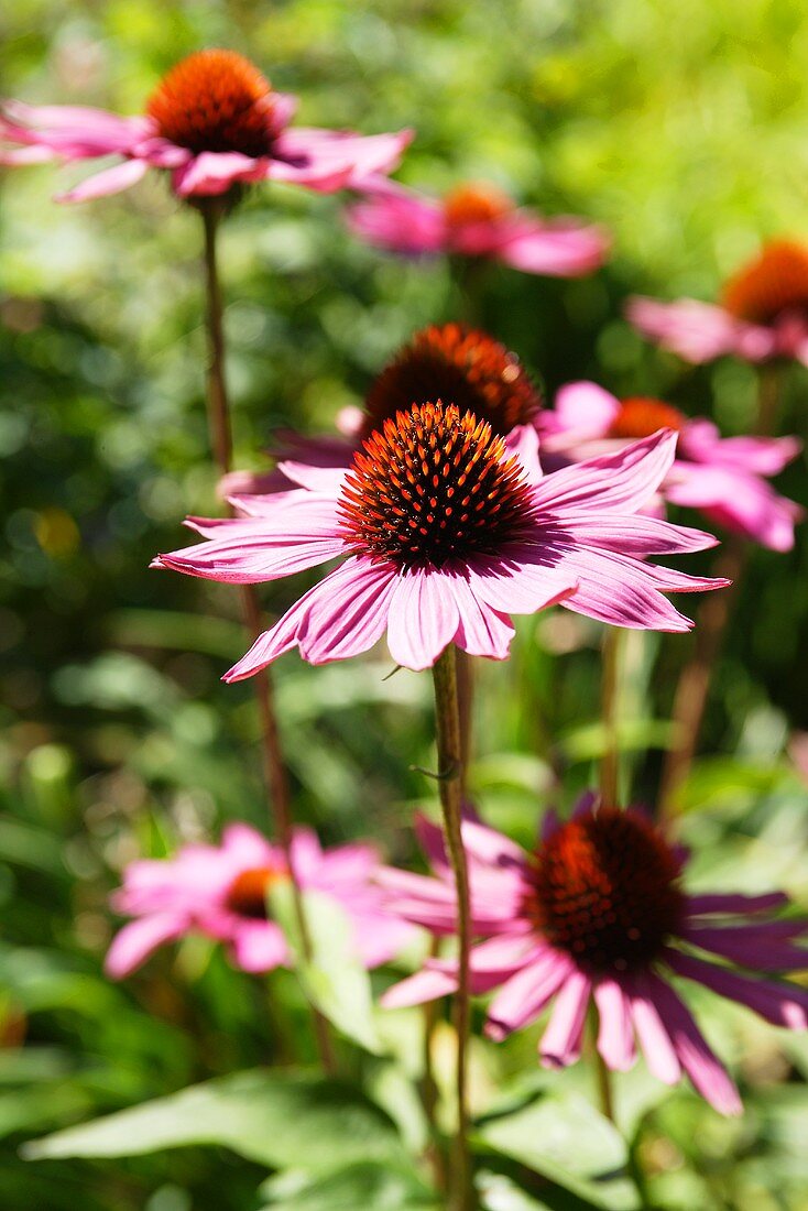 Flowering red echinacea