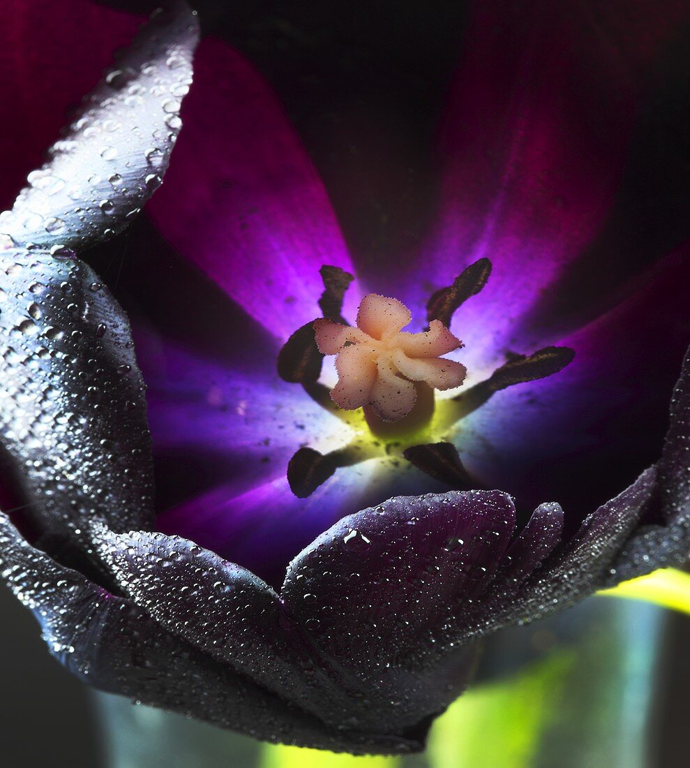 Queen of Night tulip with dewdrops (close-up)