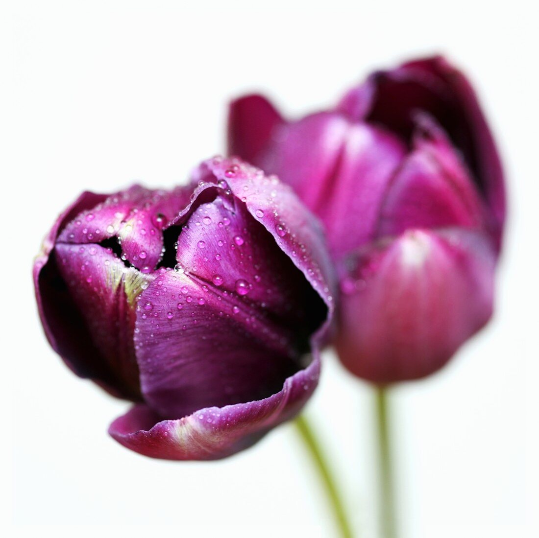 Queen of Night tulips with dew drops