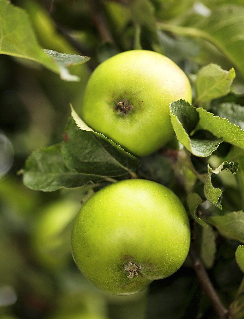 Green apples in a tree