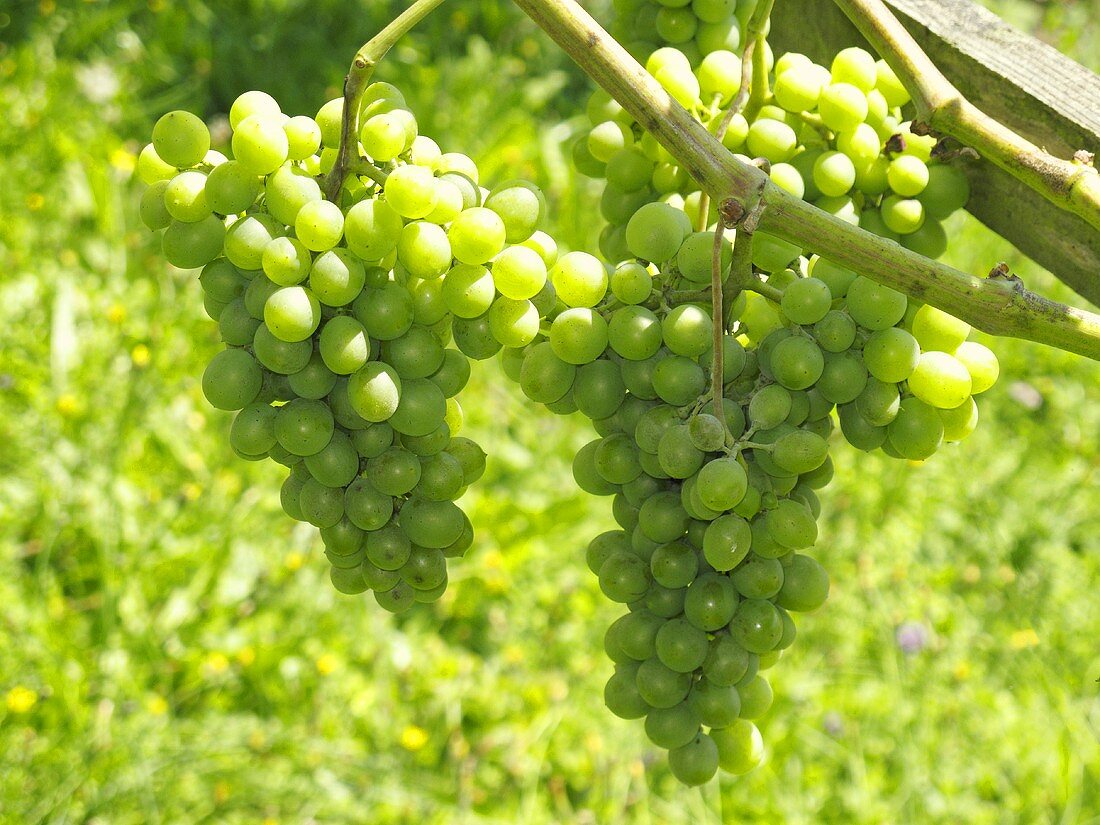 Green grapes on the vine