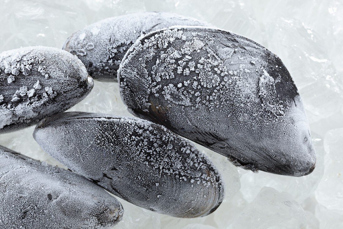 Gefrorene Pfahlmuscheln auf Eis