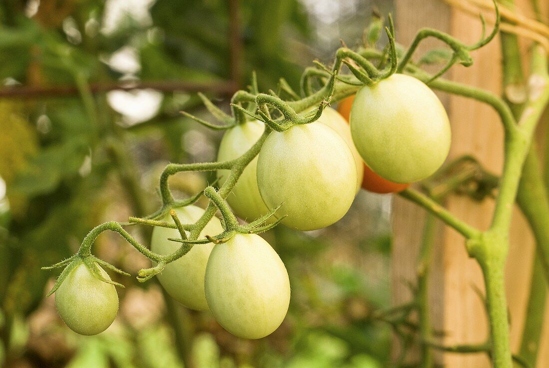 Unreife Tomaten an der Pflanze