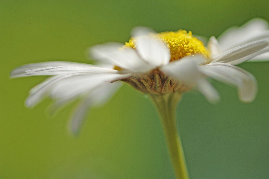 A camomile flower (close-up)