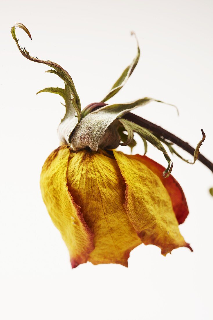 A dried rose