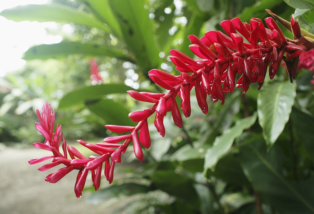 Red Costa Rica Jungle Flower