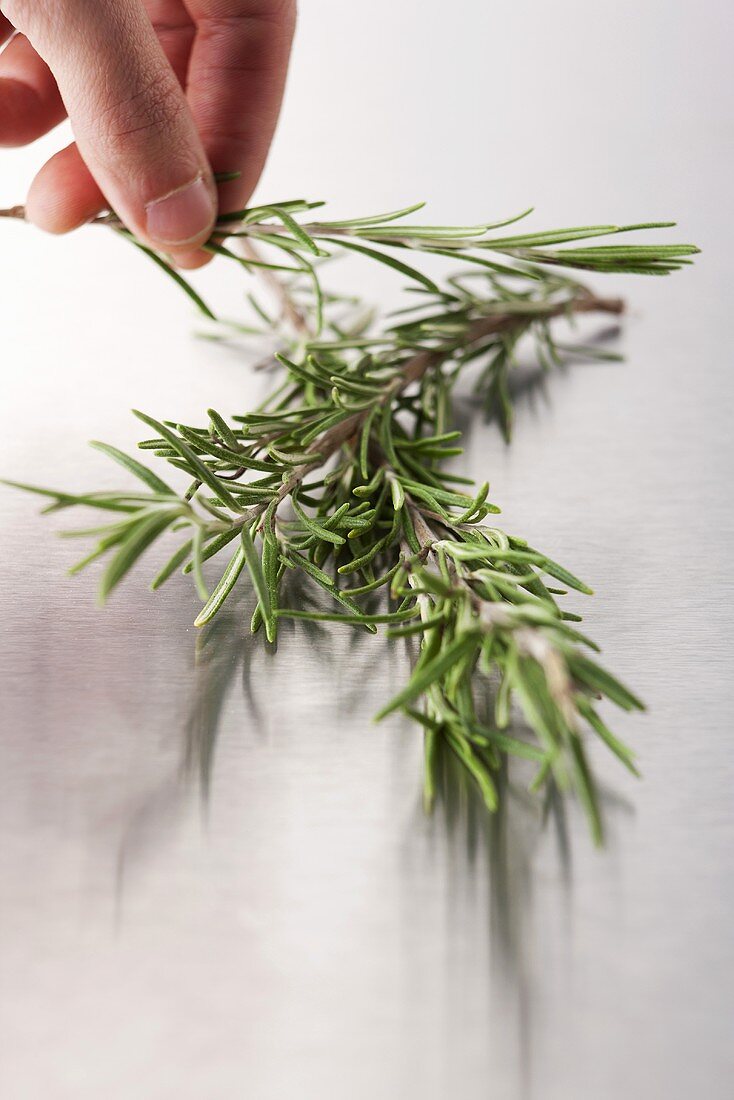 A hand taking a sprig of rosemary