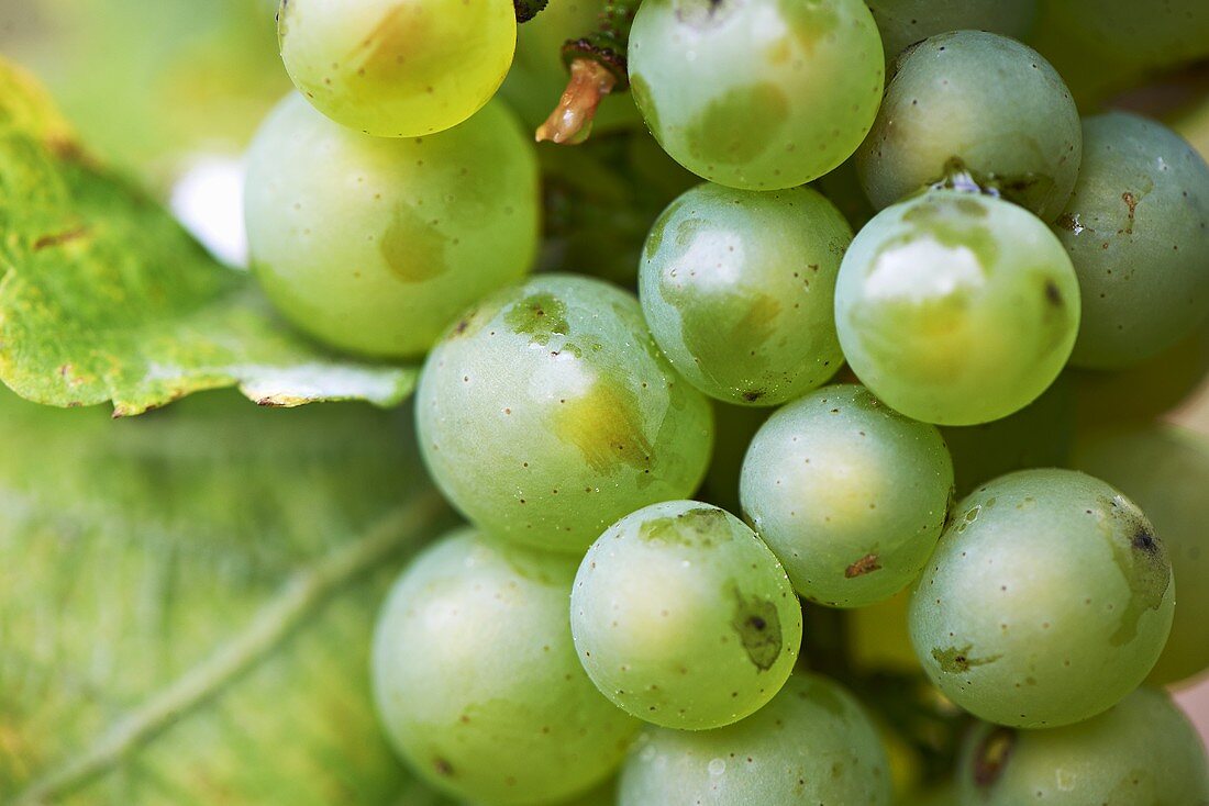 Riesling grapes