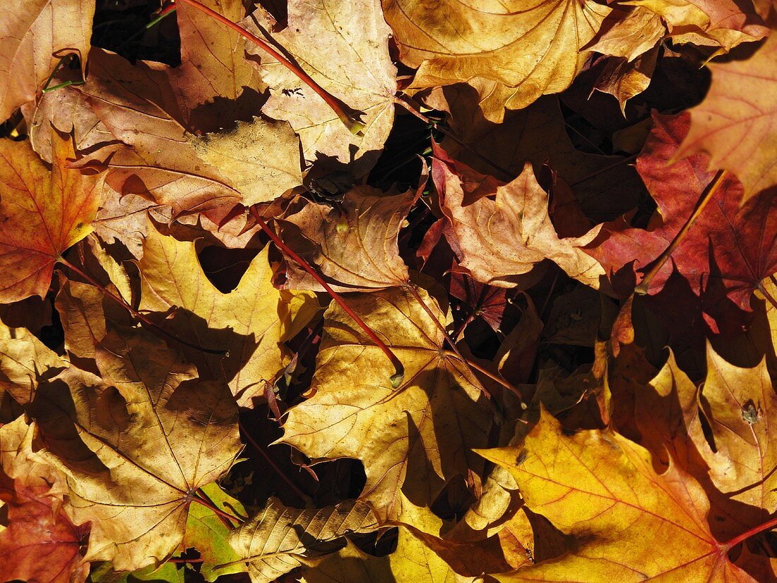 Herbstliche Blätter (bildfüllend)