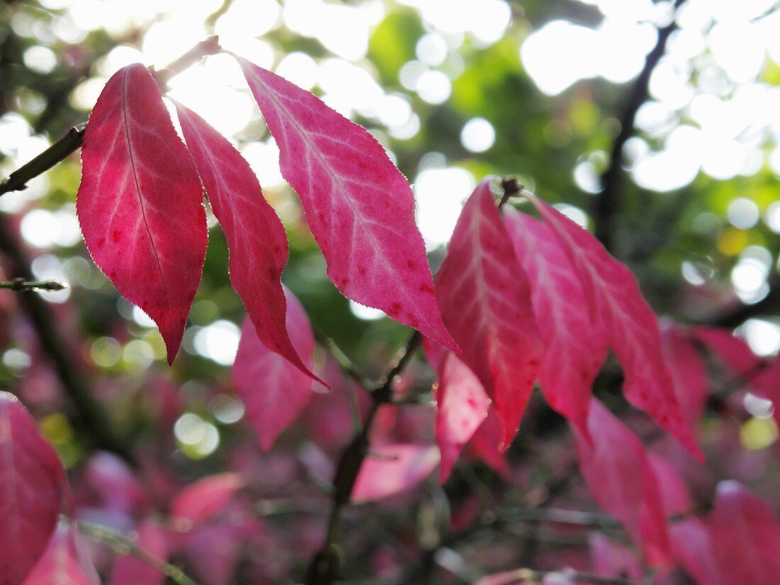 Rotes Herbstlaub am Baum