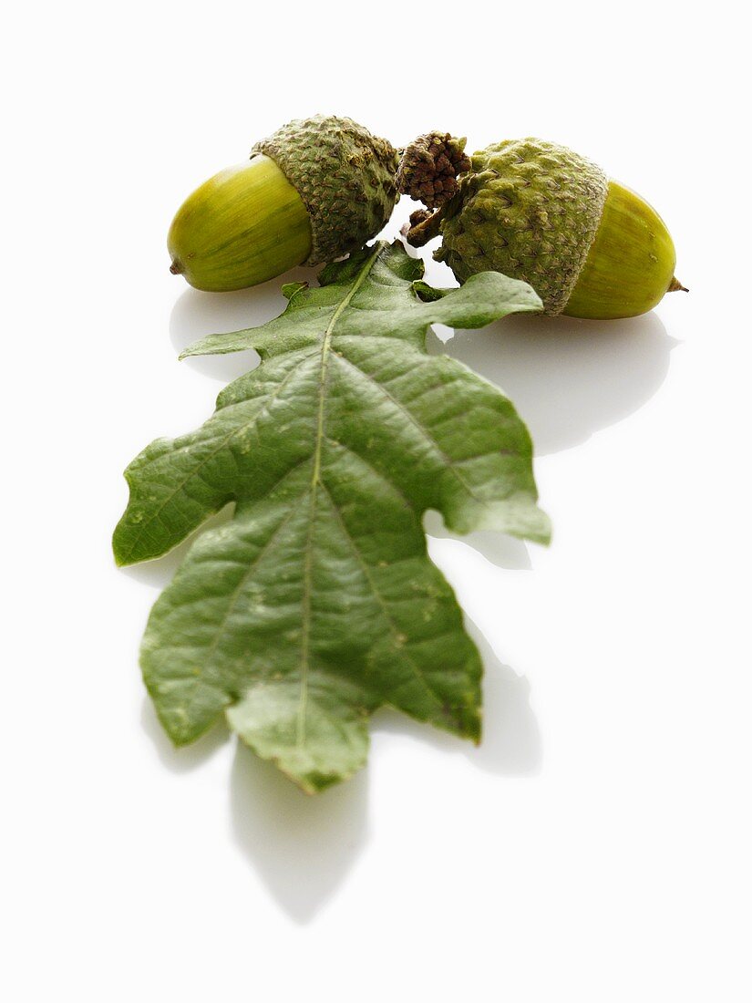 Acorns and oak leaves