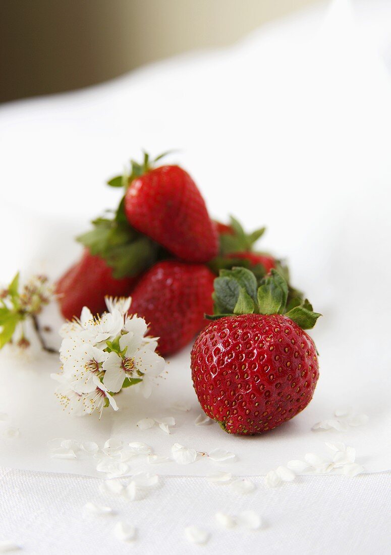 Erdbeeren mit Frühlingsblüten auf weißem Grund