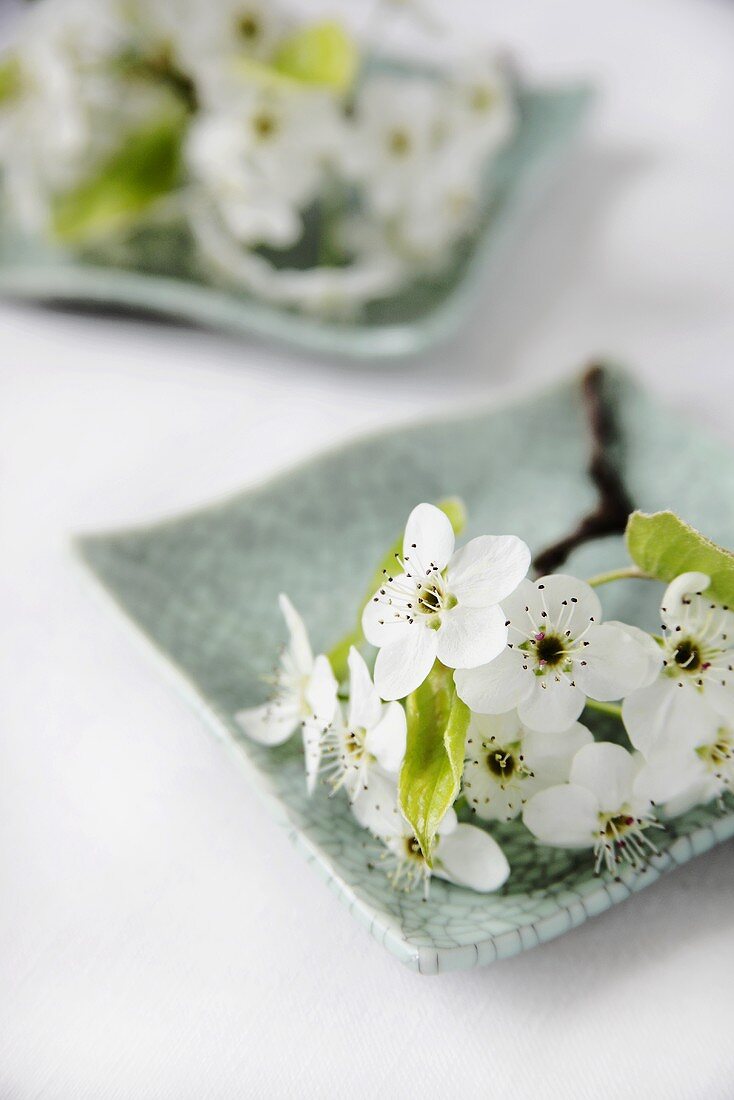 A Sprig of White Spring Flowers on a Green Plate