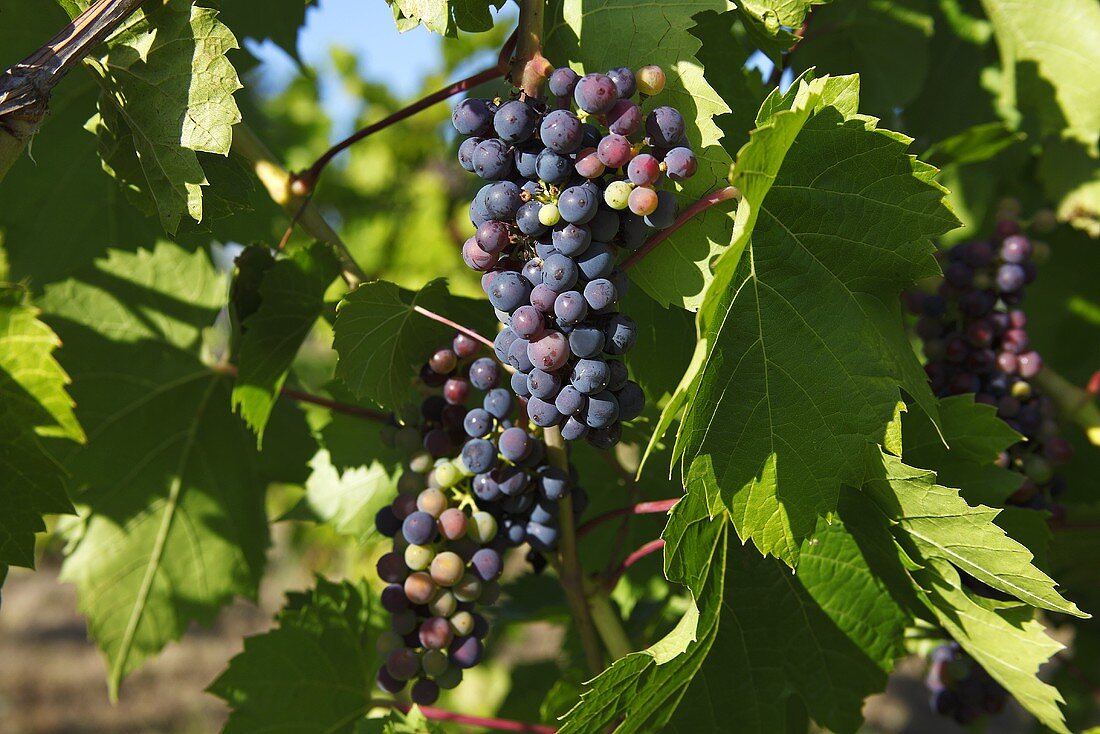 Organic Table Grapes on the Vine