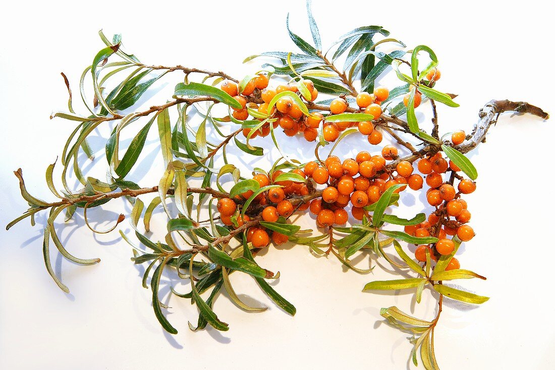 A sprig of buckthorn berries