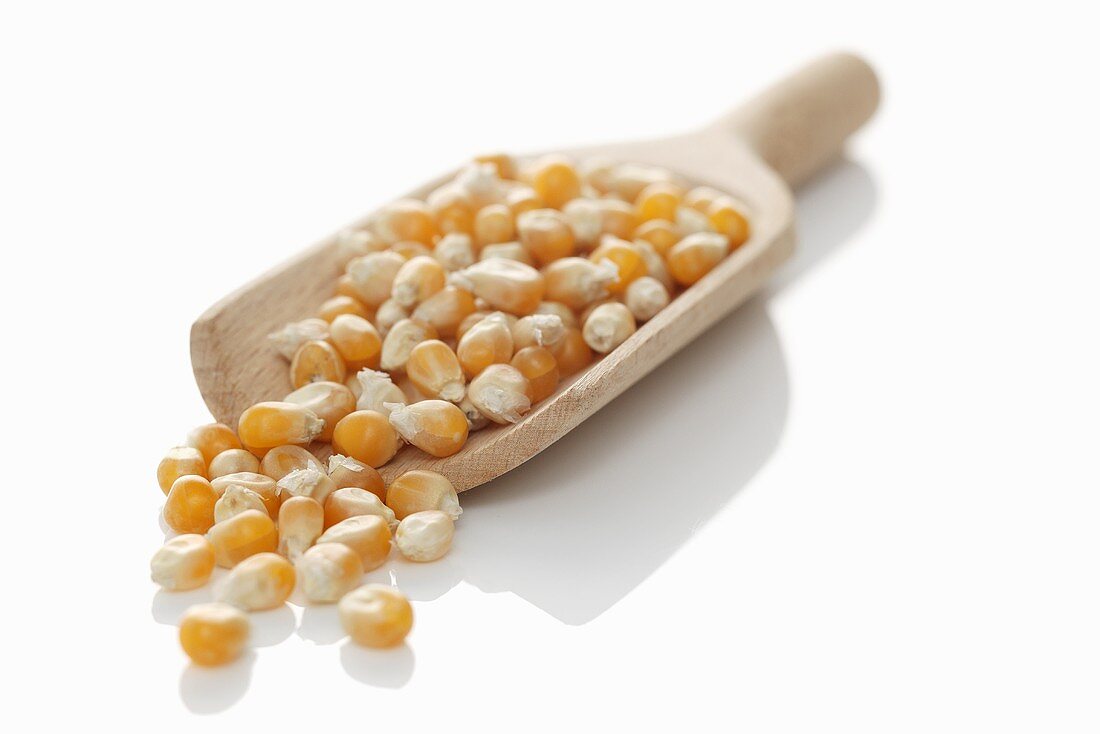 Corn seeds on a wooden scoop