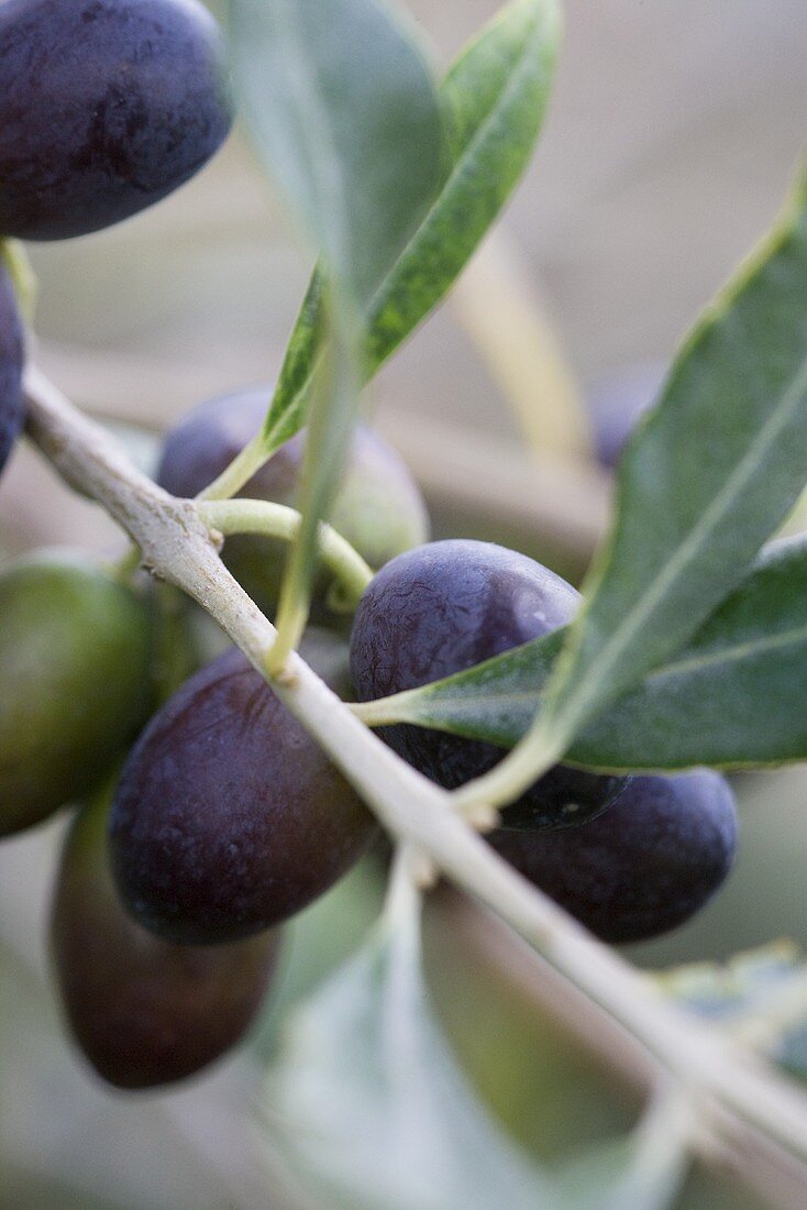 Olives on a sprig (close-up)