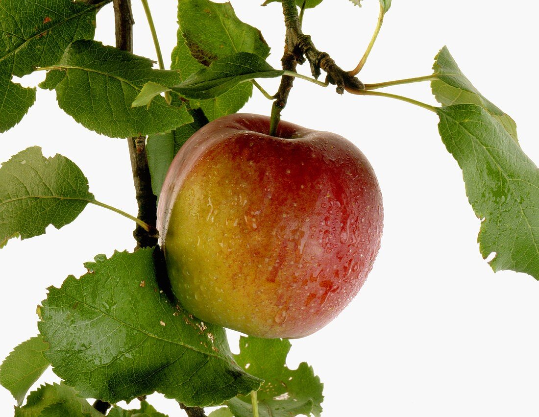 Ein Boskop Apfel am Baum